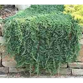 Можжевельник стелющийся